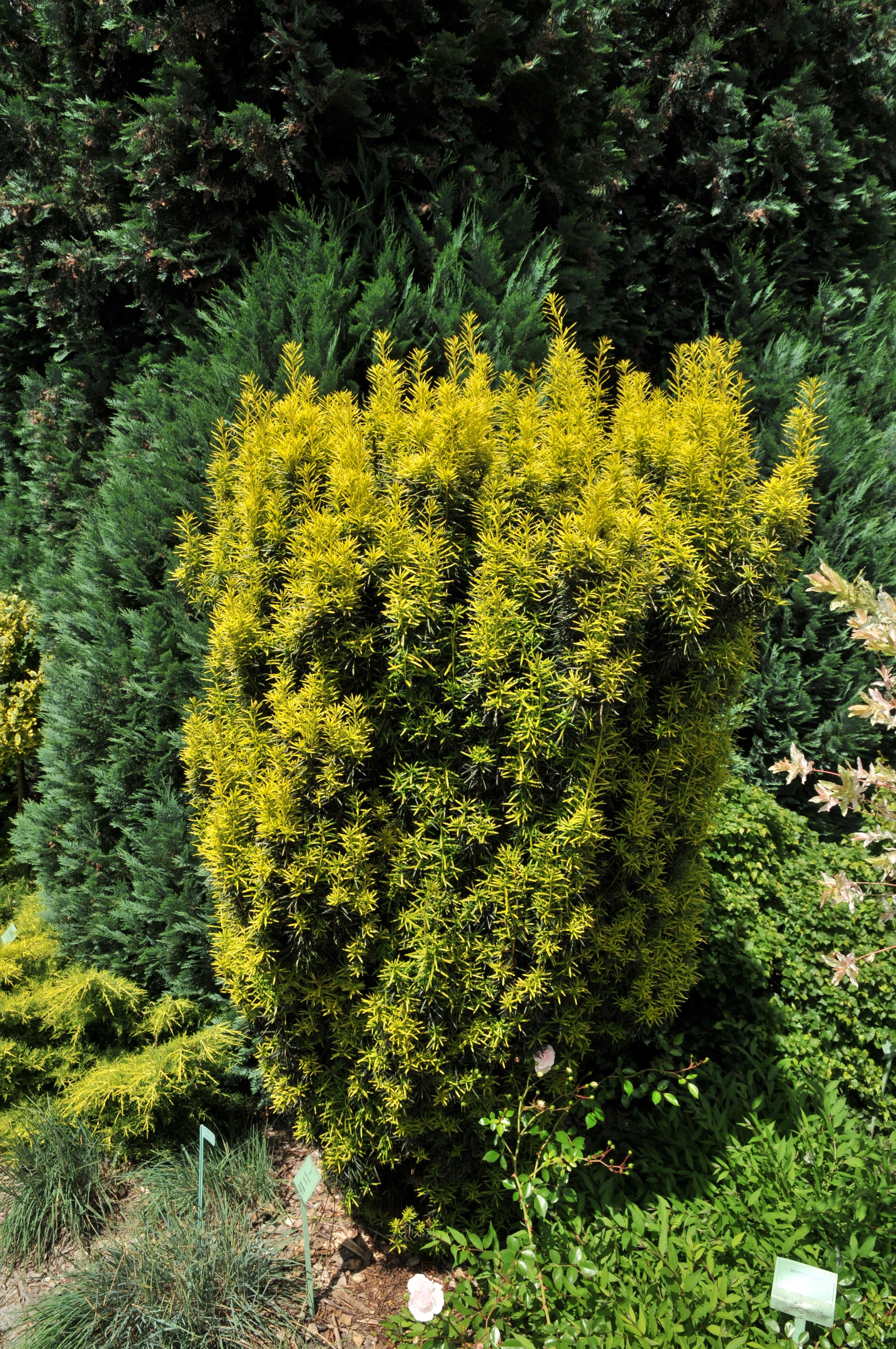 Taxus media 'Stefania'